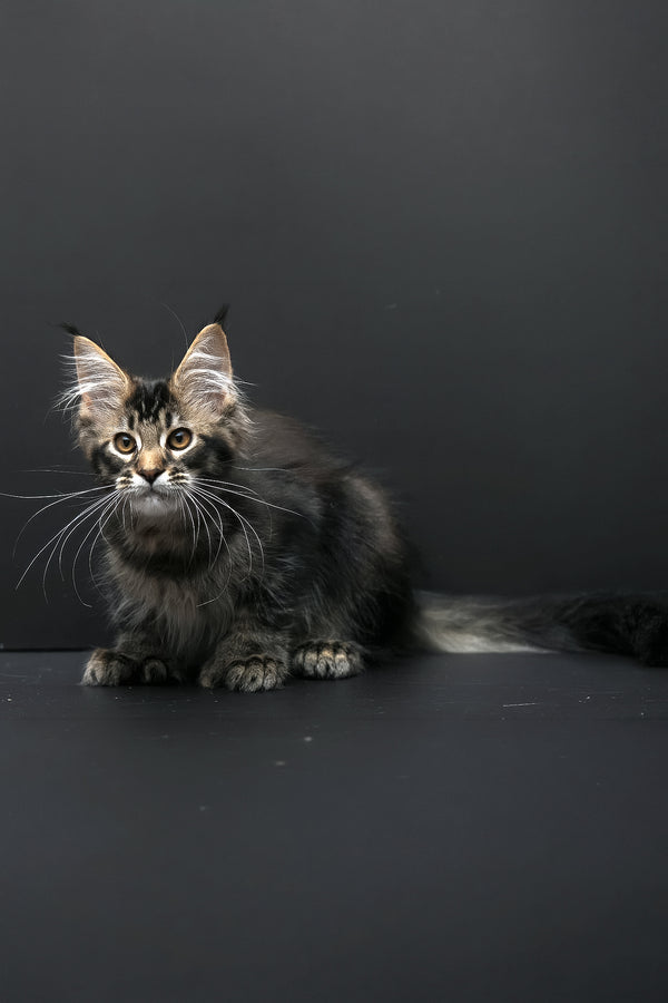 Joanna | Polydactyl Maine Coon Kitten