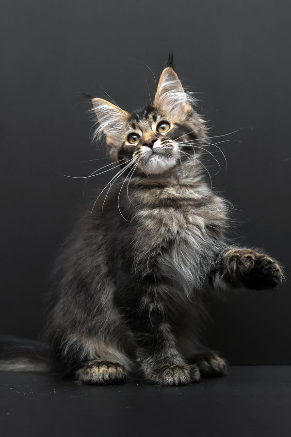 Joanna | Polydactyl Maine Coon Kitten