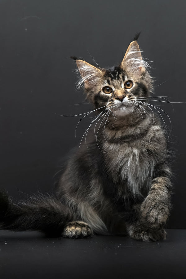 Joanna | Polydactyl Maine Coon Kitten