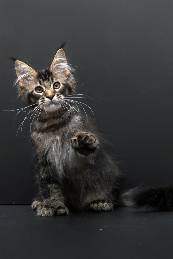 Joanna | Polydactyl Maine Coon Kitten