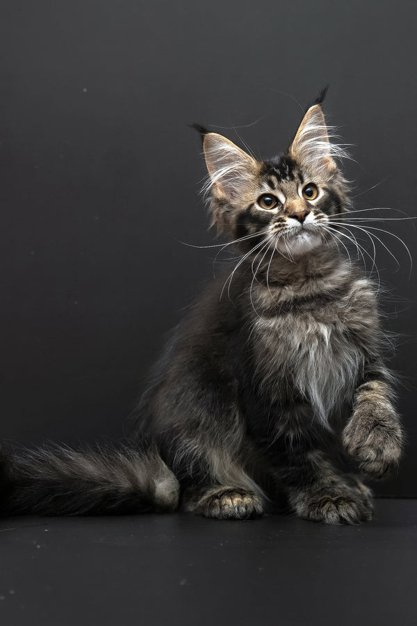 Joanna | Polydactyl Maine Coon Kitten