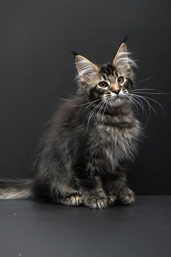 Joanna | Polydactyl Maine Coon Kitten
