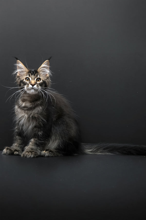 Joanna | Polydactyl Maine Coon Kitten