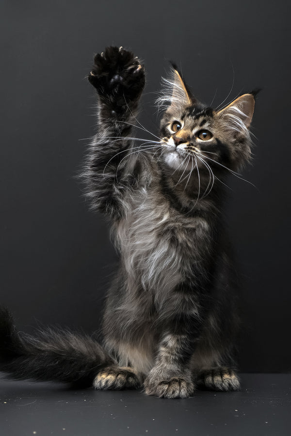 Joanna | Polydactyl Maine Coon Kitten