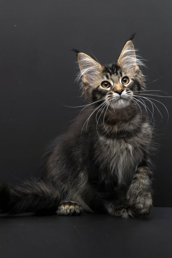 Joanna | Polydactyl Maine Coon Kitten