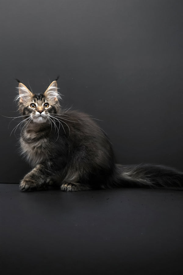 Joanna | Polydactyl Maine Coon Kitten