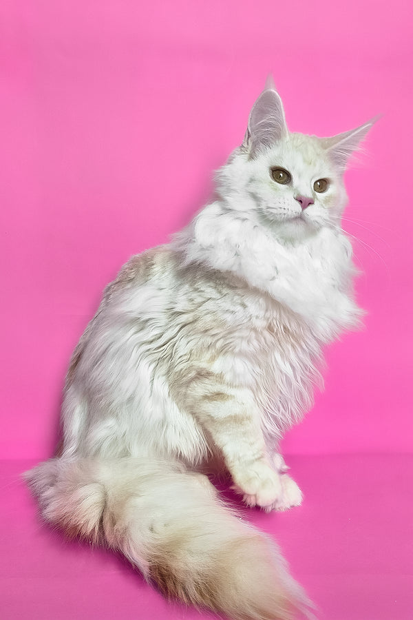 Joly | Maine Coon Kitten