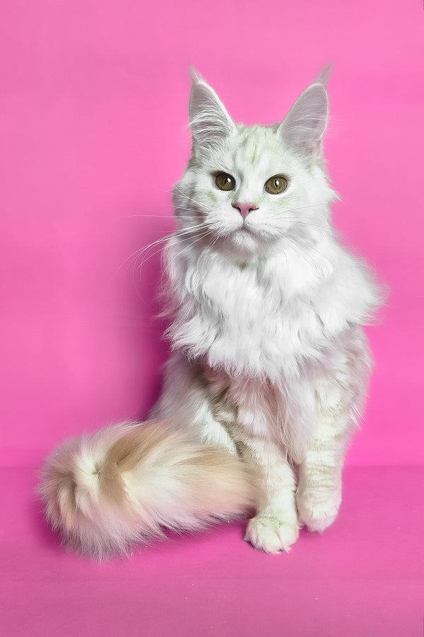 Joly | Maine Coon Kitten