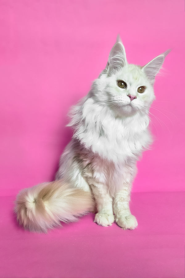 Joly | Maine Coon Kitten