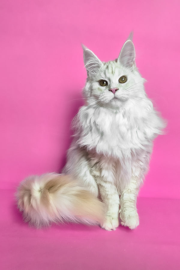 Joly | Maine Coon Kitten