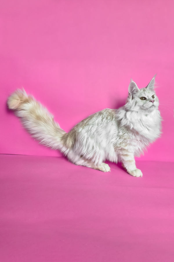 Joly | Maine Coon Kitten