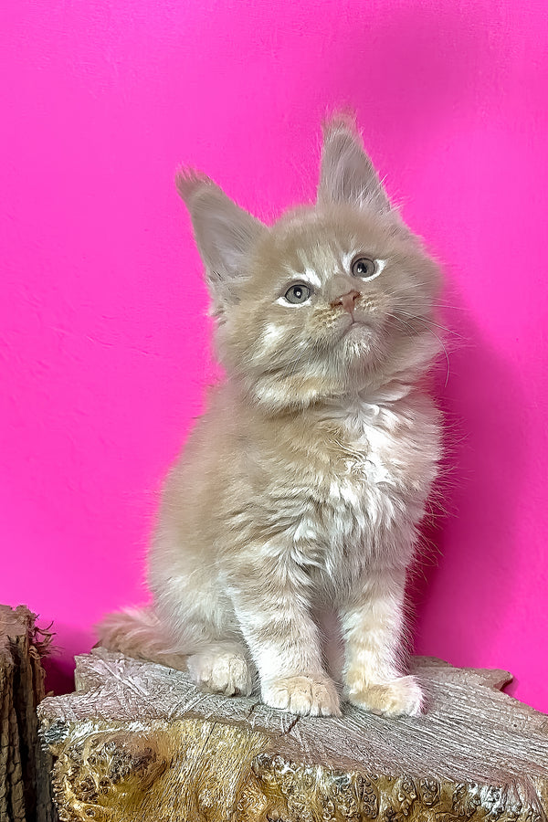Jovani | Maine Coon Kitten