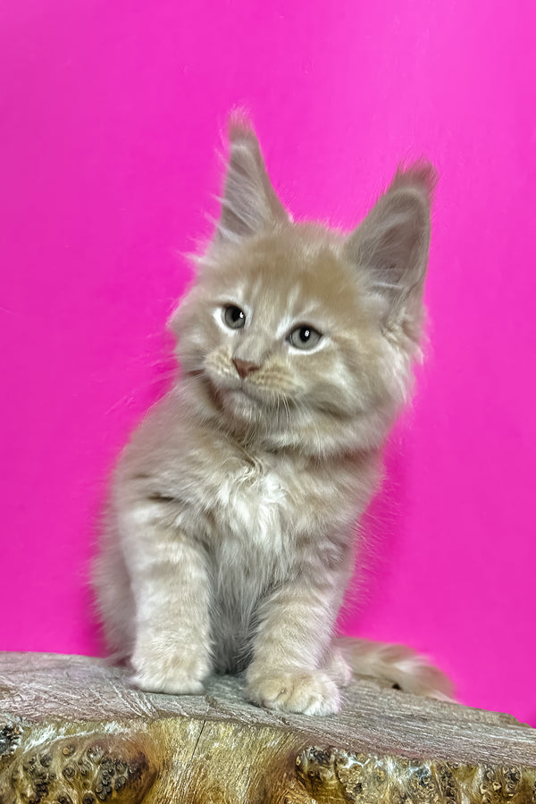 Jovani | Maine Coon Kitten