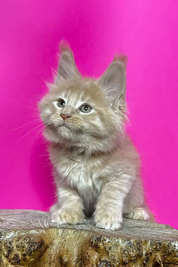 Jovani | Maine Coon Kitten