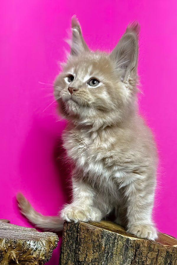 Jovani | Maine Coon Kitten