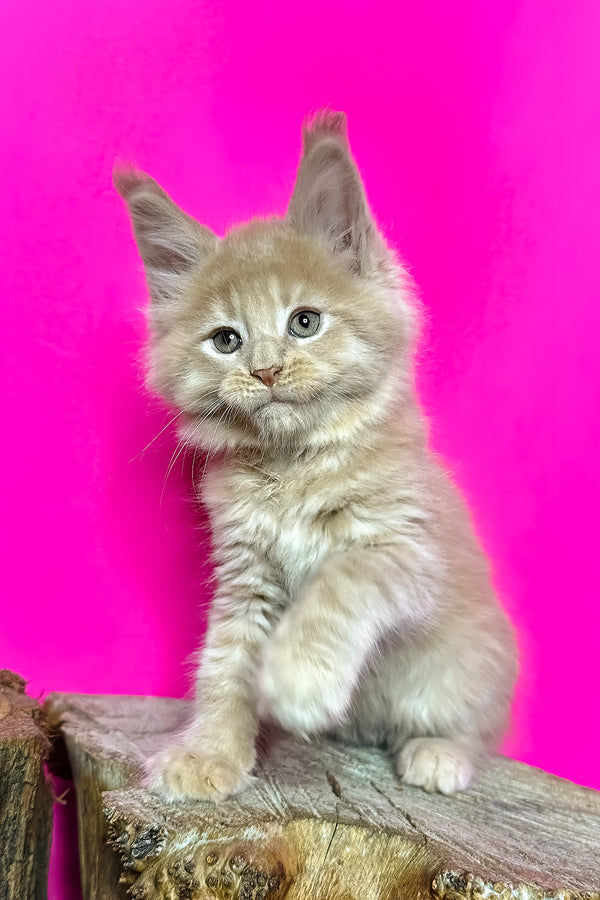Jovani | Maine Coon Kitten