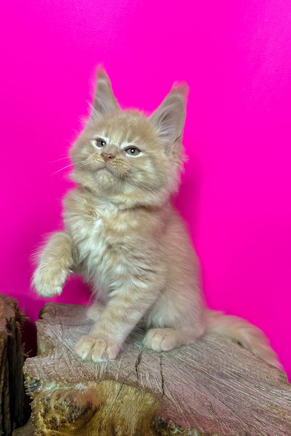 Jovani | Maine Coon Kitten