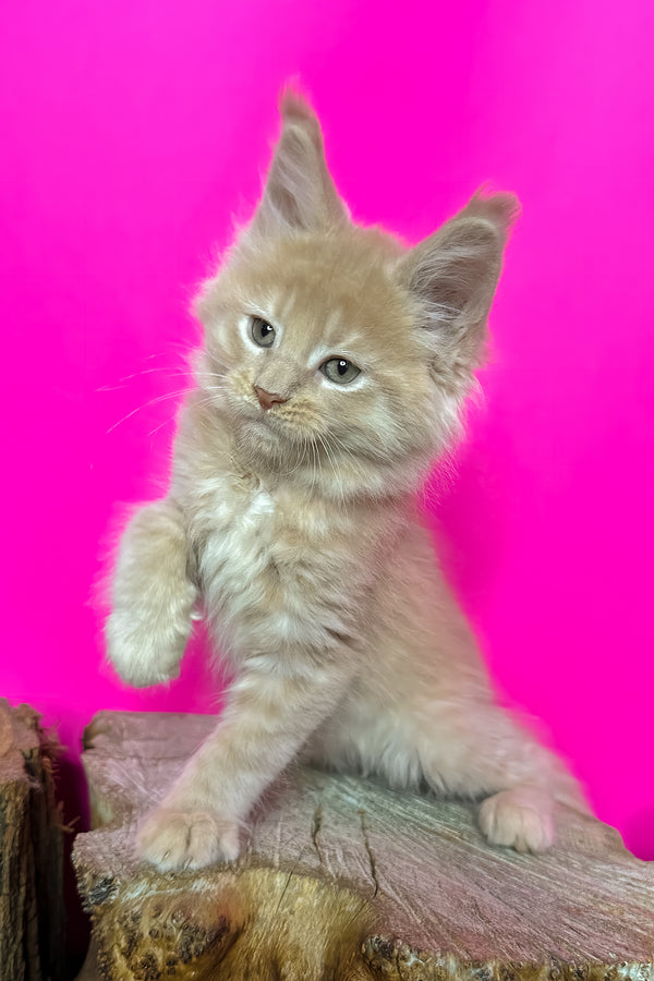 Jovani | Maine Coon Kitten