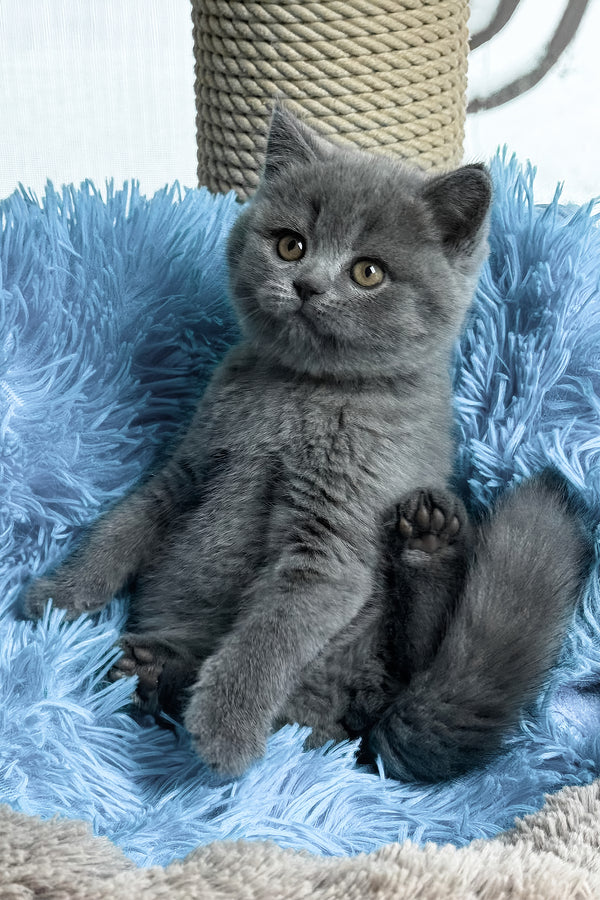 Joyce | British Shorthair Kitten