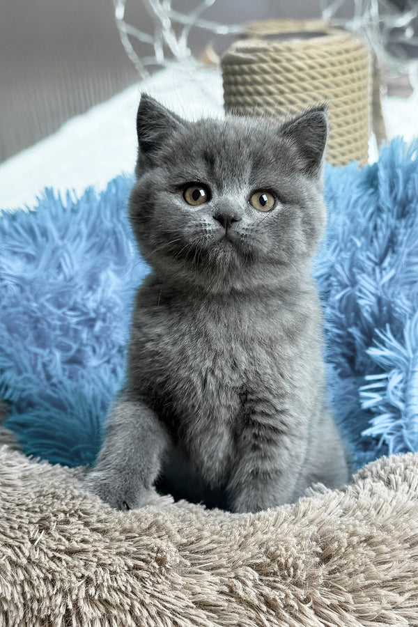 Joyce | British Shorthair Kitten