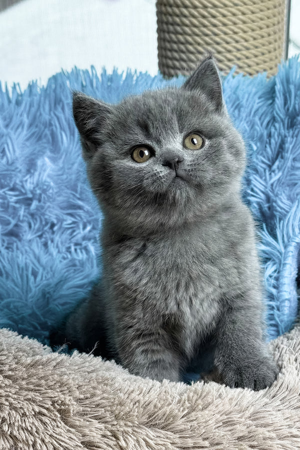Joyce | British Shorthair Kitten