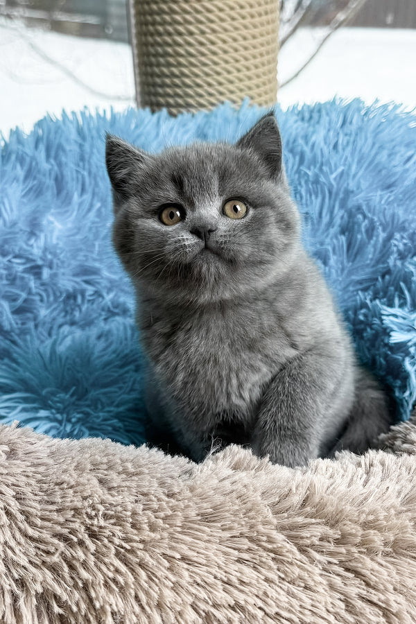 Joyce | British Shorthair Kitten