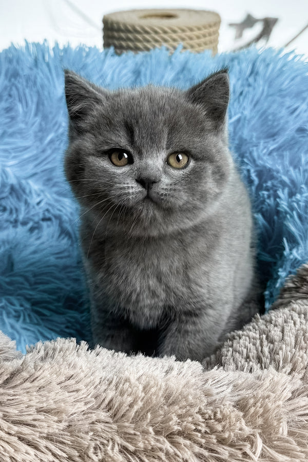 Joyce | British Shorthair Kitten