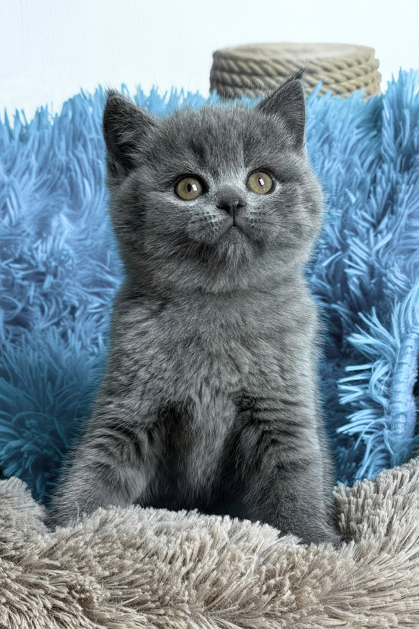 Joyce | British Shorthair Kitten