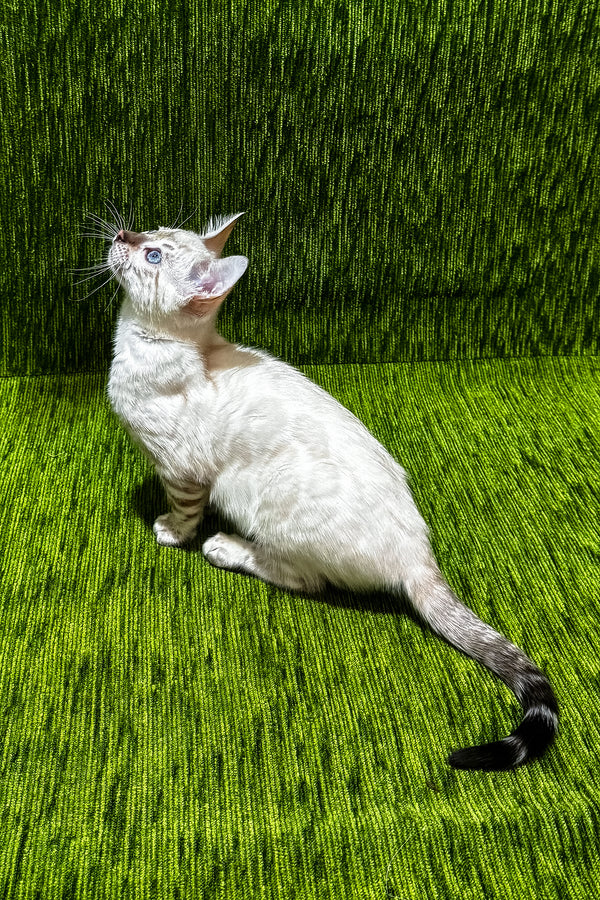 Julissa | Bengal Kitten