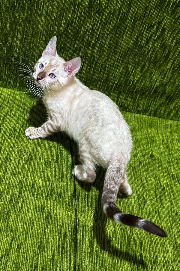 Julissa | Bengal Kitten