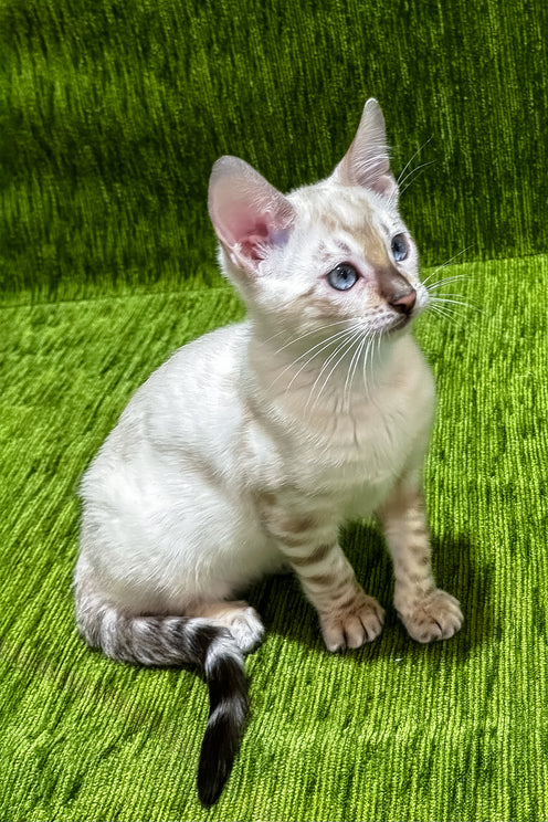 Julissa | Bengal Kitten