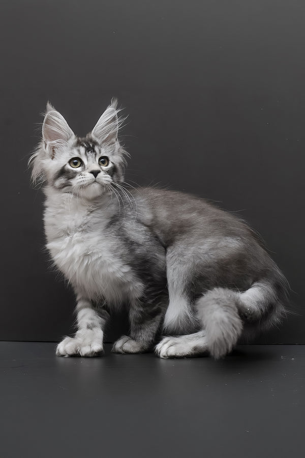 Kalila | Polydactyl Maine Coon Kitten