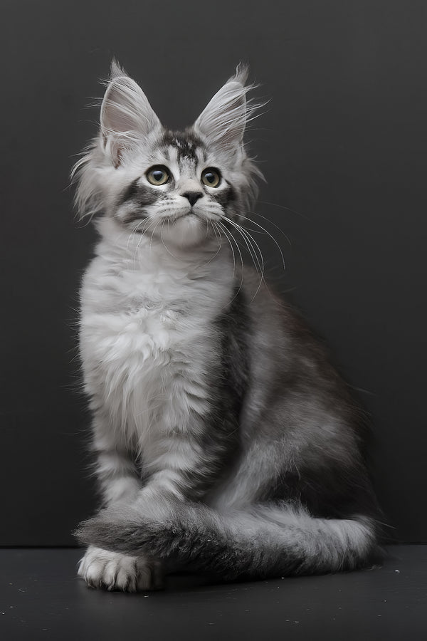 Kalila | Polydactyl Maine Coon Kitten