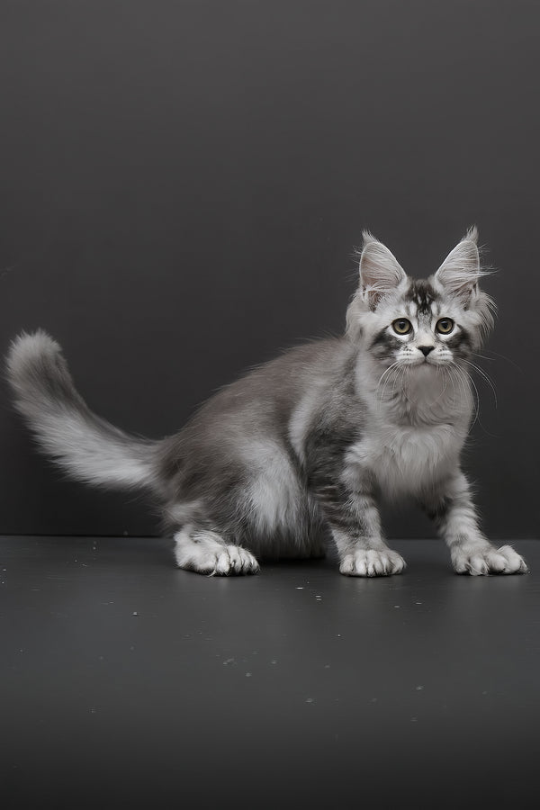 Kalila | Polydactyl Maine Coon Kitten