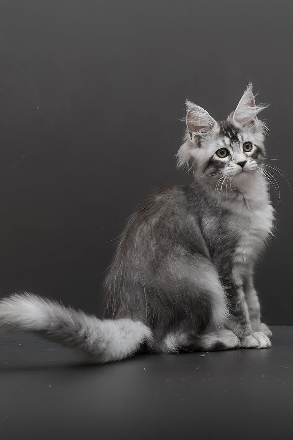 Kalila | Polydactyl Maine Coon Kitten