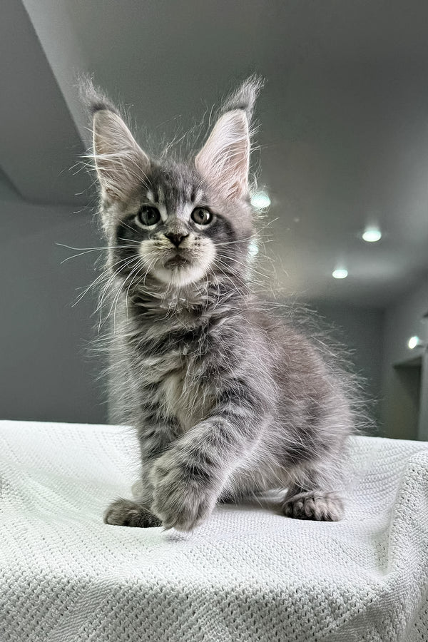Kardinal | Polydactyl Maine Coon