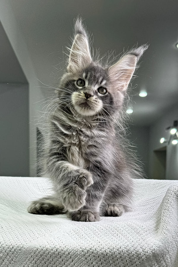 Kardinal | Polydactyl Maine Coon