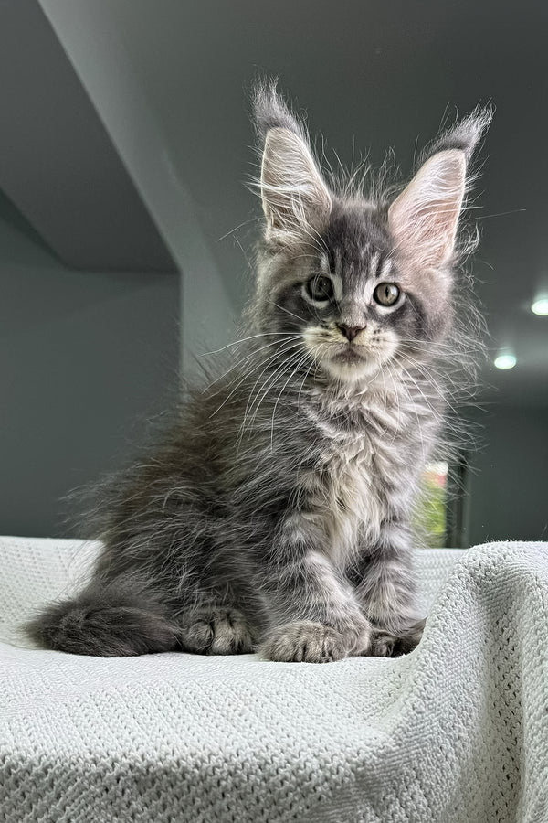 Kardinal | Polydactyl Maine Coon