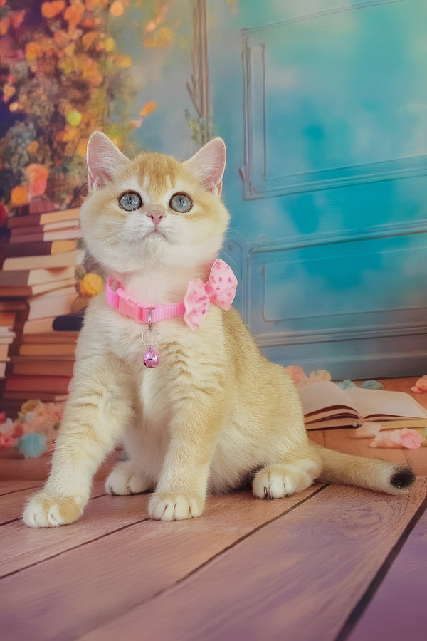 Kelly | British Shorthair Kitten