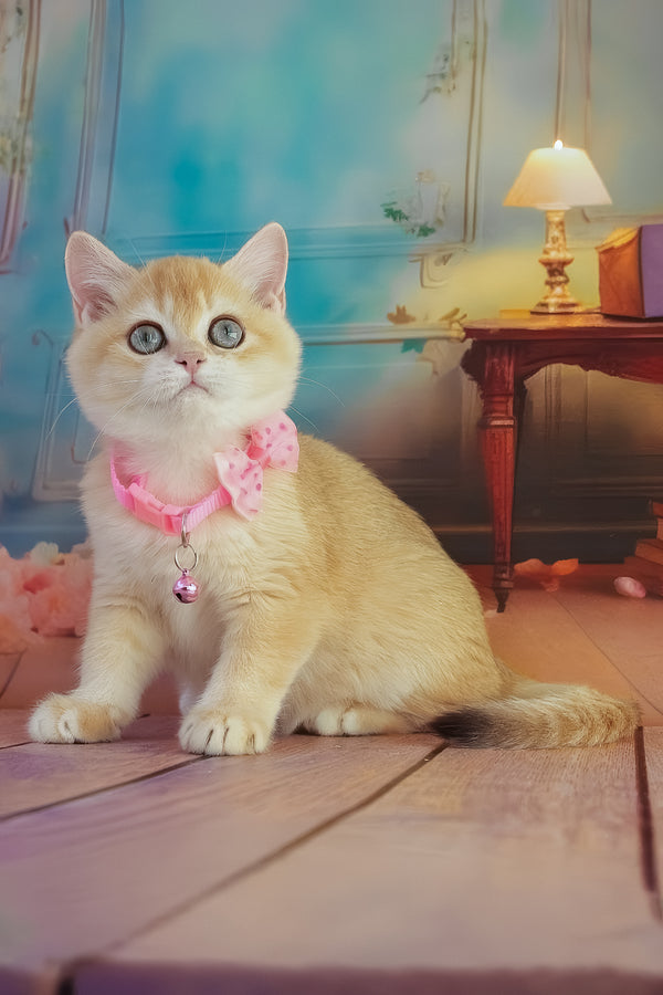 Kelly | British Shorthair Kitten