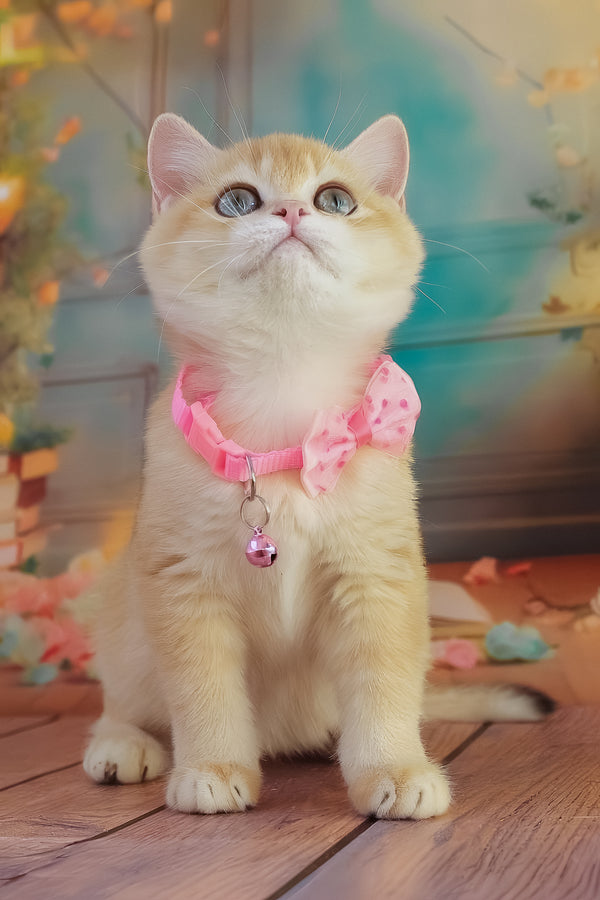 Kelly | British Shorthair Kitten