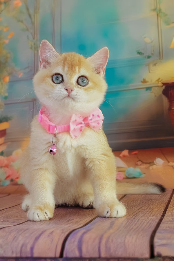Kelly | British Shorthair Kitten