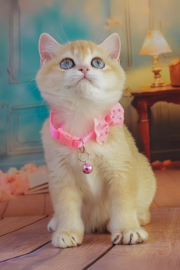 Kelly | British Shorthair Kitten