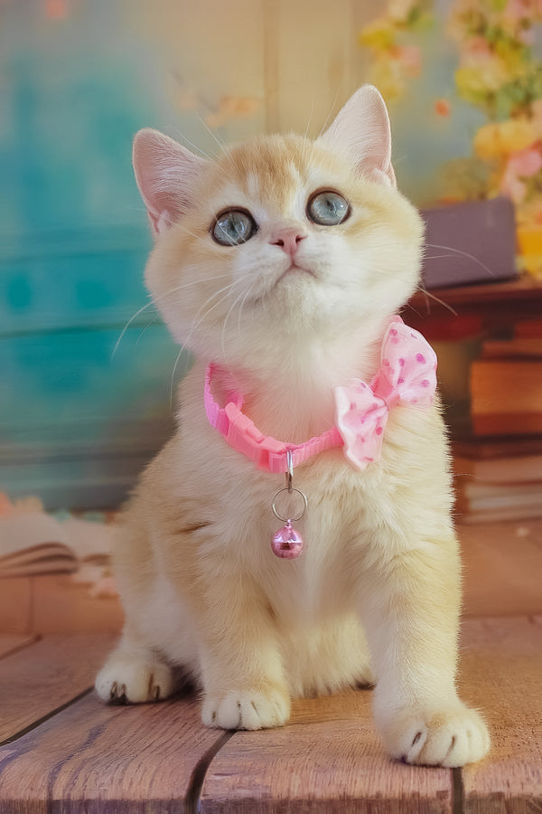 Kelly | British Shorthair Kitten