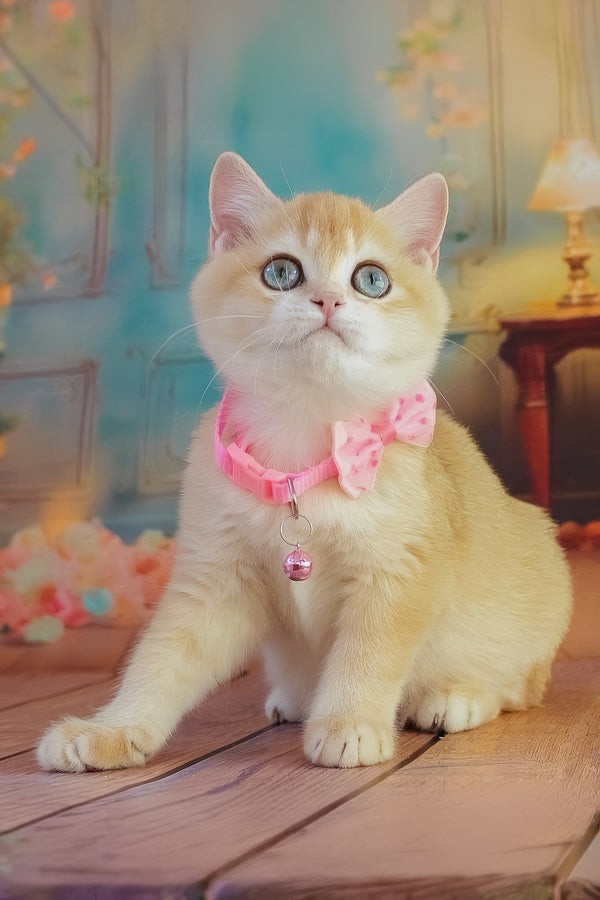 Kelly | British Shorthair Kitten