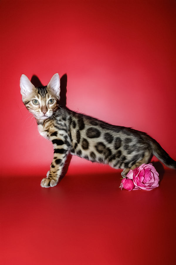 Ketti | Bengal Kitten