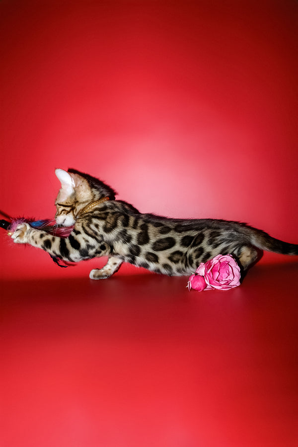 Ketti | Bengal Kitten