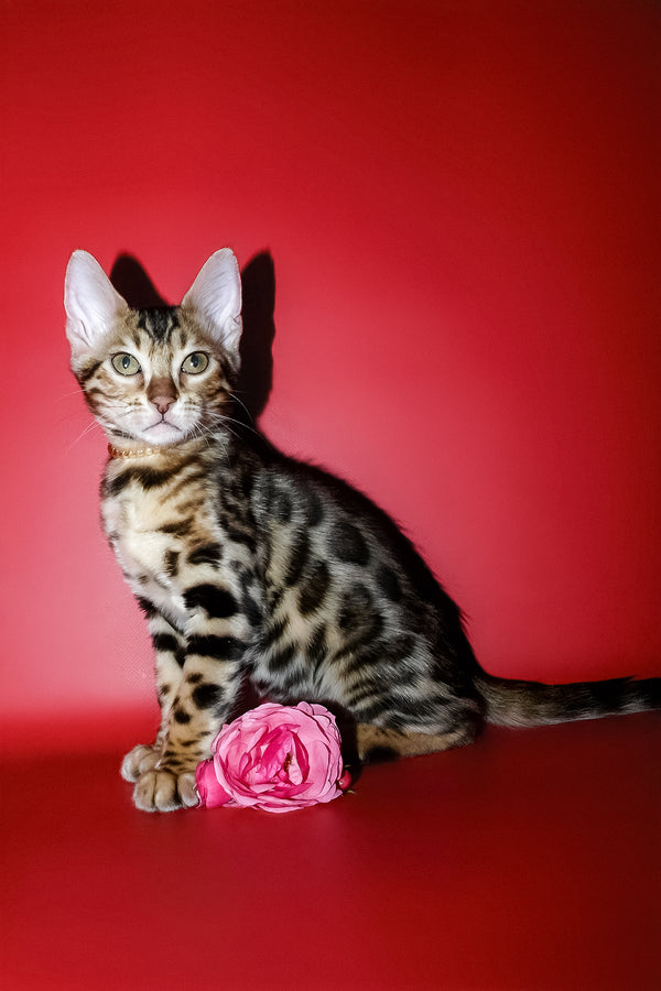 Ketti | Bengal Kitten