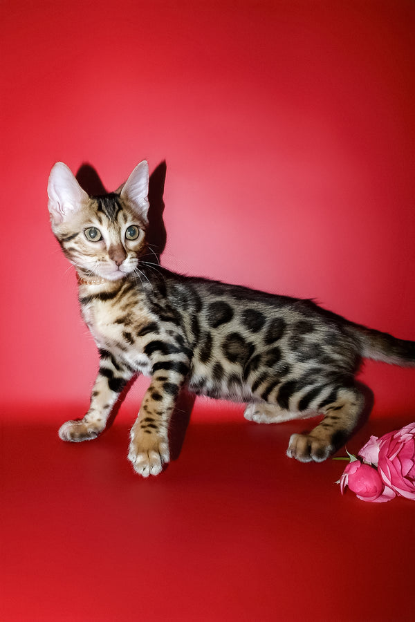 Ketti | Bengal Kitten