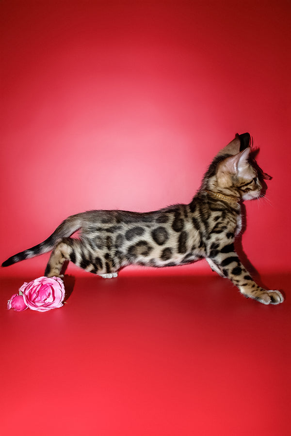Ketti | Bengal Kitten